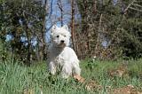 WESTIE 004